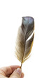 Holding bird feather on white