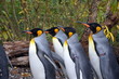 Pinguine
