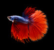 Foto: BETTA FISH on black background BETTA FISH on black background