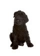 Little Black Russian Terrier Puppy on White Background