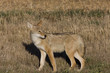 Coyote Saskatchewan