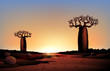 african nature at night