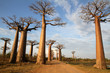 Allée des Baobabs, Morondava