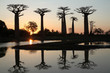 Allée des baobabs