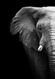 Elephant Close Up - Fine Art prints