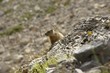 marmotte des alpes