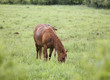 Horses in Pasture