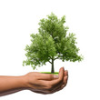 Hand holding a big tree