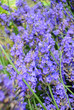 Photo: Lavendel Lavendel