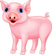Funny pig cartoon
