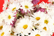 bouquet of daisies on the color background