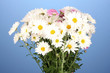 bouquet of daisies on the color background