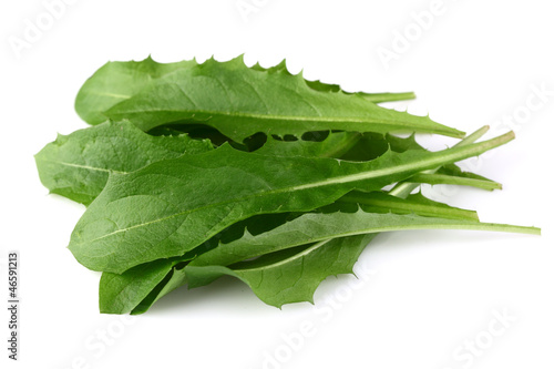 Photo: Leaves of dandelion Leaves of dandelion