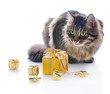 cat with gold gift boxes