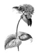 Flower : Valerian - Valériane - Baldrian
