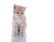 Katzenbaby
