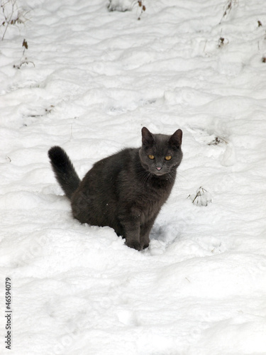 Photo: Cat Cat
