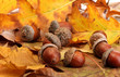 Brown Acorns On Autumn Leaves,...