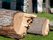 tree broken