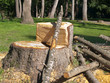 tree broken