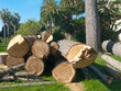 tree broken
