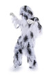 Karneval – Yeti – Tarnanzug