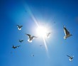 Flock of birds in sky on sunny day