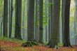 Foto: Buchenwald im Nebel - beech forest in fog 10 Buchenwald im Nebel - beech forest in fog 10