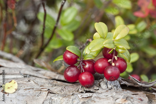 Photo: Cowberries or lingonberries, vibrant photo Cowberries or lingonberries, vibrant photo