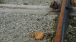 Miniature train track, covered by grass and leaves, in a park