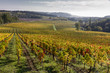 Vignes