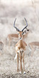 Photo: Wild Impala Wild Impala