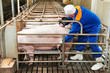 Pig ultrasound diagnosis