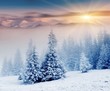 Winter Wonderland