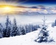 Winter Wonderland