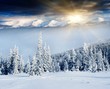 Winter Wonderland