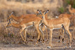 Photo: Wild Impala Wild Impala