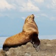 Pride and the Sea Lion