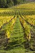Vignes en automne