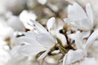 Beautiful magnolia blossom