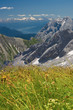 Alps flowers field on mountains background. Bavarian Alps.