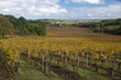 Vignes en automne