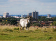 Gypsy Pony