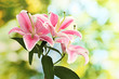 beautiful pink lily, on green background