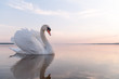 swan
