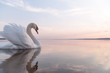 swan