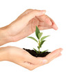 woman's hands holding a plant growing out of the ground,