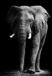 Elephant isolated on black background