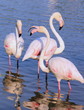 Flamingos in water