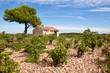 Cabanon et Pin dans un champ de vigne
